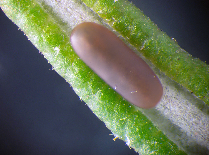 Chrysolina americana